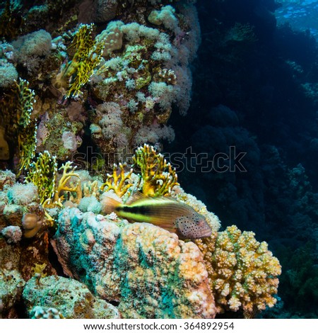 Blackside hawkfish on the reef of the Red Sea