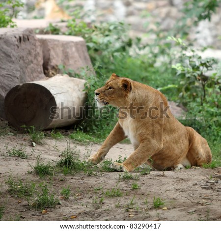 Lioness in the Kiev zoo get up