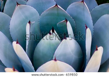 cactus blue