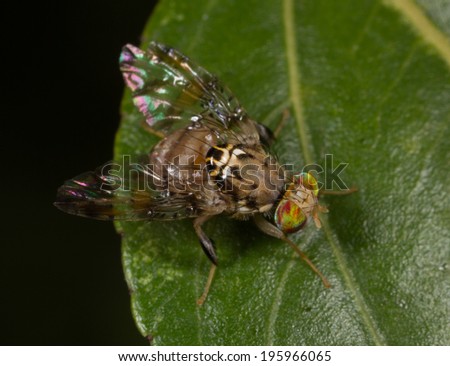 Natal Fruit Fly