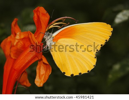 Female common dotted border butterfly sitting on red honeysuckle flower.
