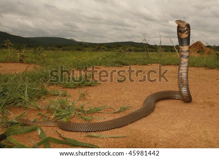 in side view of egyptian cobra closeup macro seamless s