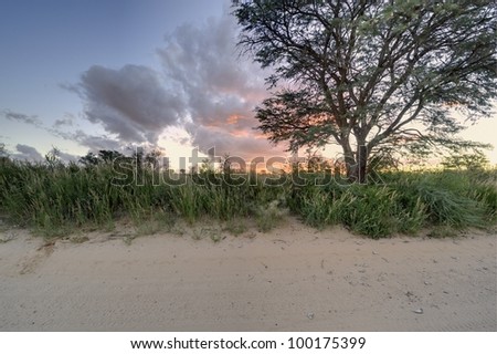sunset cloud and camelthorn tree, kalahari,northern cape, south africa