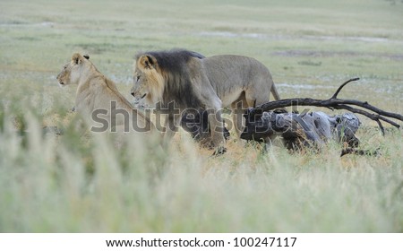 mating lions (Panthera leo) in the kgalagadi transfrontier park, northern cape, south africa
