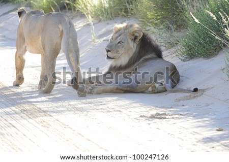 lions (Panthera leo). Male and female on a road in the kgalagadi transfrontier park, northern cape, south africa