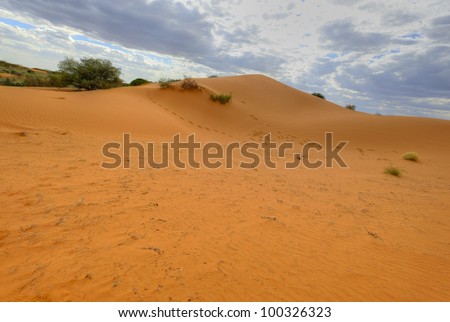 adaptive desert vegetation on a sand dune in the kalahari desert, askam, northern cape, south africa