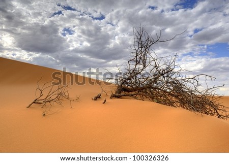 adaptive desert vegetation on a sand dune in the kalahari desert, askam, northern cape, south africa