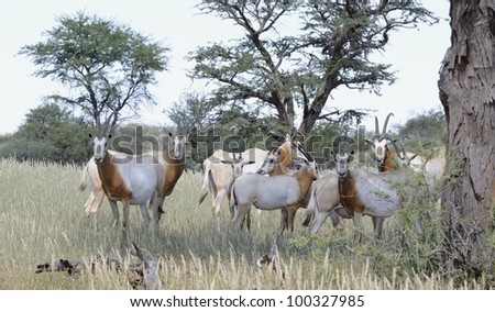 Lybian scimitar-horned oryx (Oryx dammah). species was reduced to  world population of 7 animals only in zoos. entirely extinct in the wild. current population 4000 animals. highly endangered.