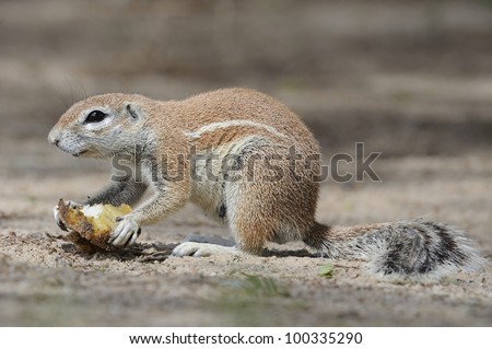 Striped ground squirrel (Xerus inaurus). common in arid areas like the karoo and kalahari