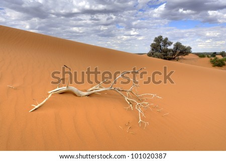Kalahari sand dunes, Loch Broom, Askam, Northern Cape, south africa