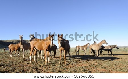 Arab brood mares  on the Vermeulen Stud in the Karoo, Northern Cape, South Africa
