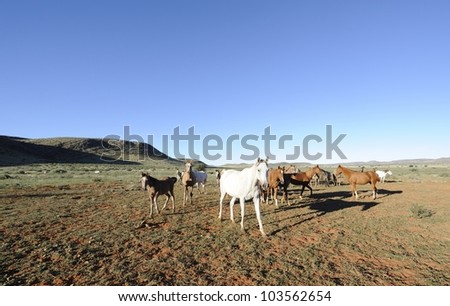 Arab brood mares on the Vermeulen Stud, Northern Cape, South Africa