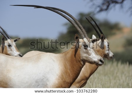 Scimitar-horned Oryx (Oryx dammah). Extinct in the wild. Current world population approx 4000 animals bred from 7 survivors from zoos around the world.