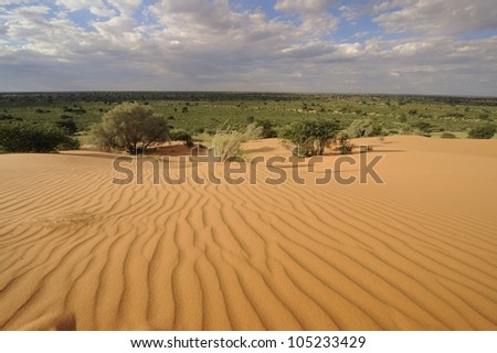 Kalahari Desert View, Northern Cape, South Africa. Wind sculpted ripples