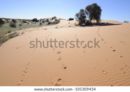 Desert tracks. signs of life in the arid wilderness