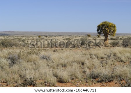 Quiver tree,karroo,northern Cape,South Africa