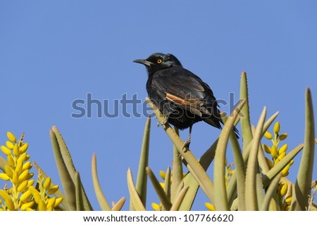 Pale winged starling (Onychognathus nabouroup) , Augrabies,Northern Cape, South Africa