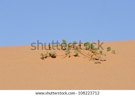 Dune Creeper