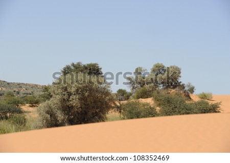 Dune vegetation. Camelthorn tree and other plants adapted to the harsh dry climate of the Kalahari desert