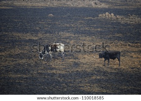 Nguni cattle belonging to subsistance farmers graze on burned veld in the foothills of the drakensberg,kwazulu natal,south africa. Nguni are a hardy breed of indigenous cattle