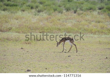 Springbuck (Antidorcus marsupialis). Newborn lamb taking first steps in the dry riverbed of the Nossob, Kgalagadi transfrontier park.