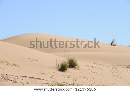 Dune vegetation. Desert landscape in the Kalahari desert,northern Cape,South africa