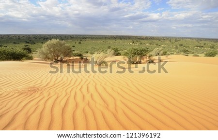 Dune vegetation. Desert landscape in the Kalahari desert,northern Cape,South africa