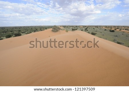 Windswept dune in the Kalahari desert, northern Cape, South Africa