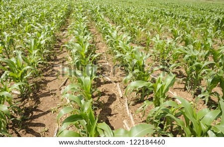 Field of young maize growing in the Underberg area of kwazulu natal, in the foothills of the Drakensberg. Maize, aka corn is a staple grain used both for human consumption and in animal feeds.
