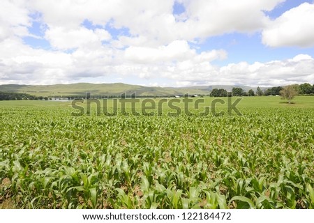 Field of young maize growing in the Underberg area of kwazulu natal, in the foothills nofnthe Drakensberg. Maize, aka corn is a staple grain used both for human consumption and in animal feeds.
