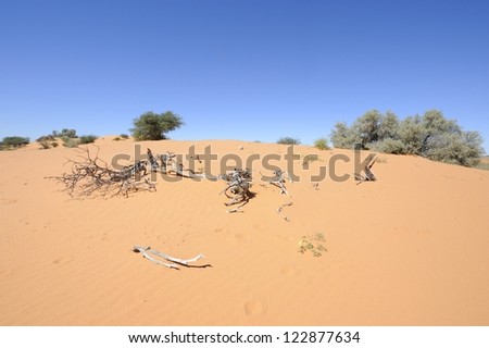 Dune view, Kalahari desert, northern cape, South africa. bleached wood on sand dune