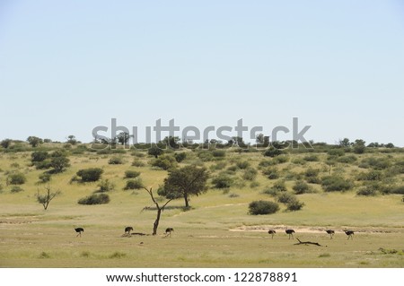 Ostriches (Struthio camelus) stalk the Auoob riverbed in the Kalahari desert, Kgalagadi transfrontier park,northern cape,south africa. The Auoob is a fossil river that flows about once per 100 years