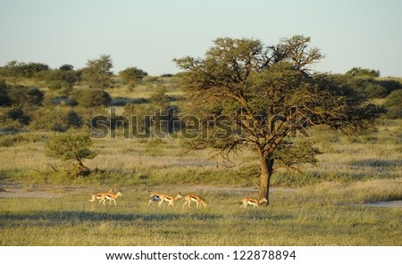 Springbuck (Antidorcus marsupialis) lit by setting sun the Auoob riverbed, Kgalagadi transfrontier park,northern cape,south africa. The Auoob is a fossil river that flows about once per 100 years