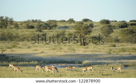 Springbuck (Antidorcus marsupialis) lit by setting sun the Auoob riverbed, Kgalagadi transfrontier park,northern cape,south africa. The Auoob is a fossil river that flows about once per 100 years