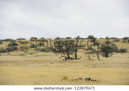 Ancient Camelthorn trees grow in the relict riverbed of the Nossob,kgalagadi,northern cape,south africa. The Nossob is a fossil riverbed that flows about once per 50 years.