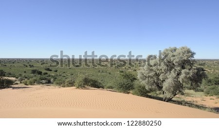Dune view, Kalahari desert, northern cape, South africa