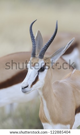Springbuck (Antidorcus marsupialis). Close up of a young ram in the kalahari desert, northern Cape, South africa