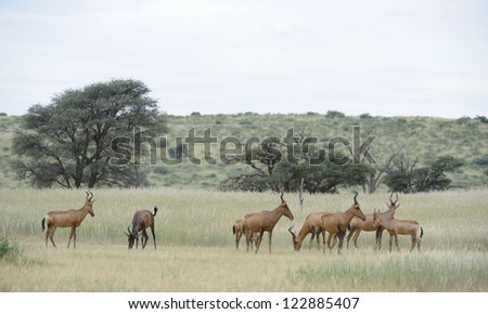 red hartebeest (Alcelaphus caama). small family group in the dry Nossob riverbed, Kalahari desert