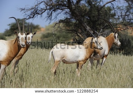 SCIMITAR-HORNED ORYX (Oryx dammah). Status; extinct in  the wild (Libya and Arabian peninsula). A few thousand exist on private  game reserves and zoos  around the world