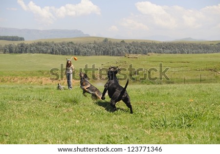 Dog Trainer working with Australian cattle dog and a cross Ridgeback/Retriever in farmlands, Kwazulu Natal, South Africa