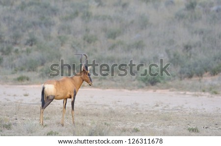 Red hartebeest (Alcalaphus caama) in the Kgalagadi transfrontier park, northern cape,south africa