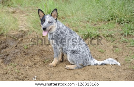 pedigree  Blue heeler puppy. Australian cattle dogs  also known as blue heelers