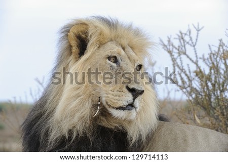 Male lion (Panthera leo)  in the Kalahari desert. He carries an injury caused by a tangle with a porcupine.   KWANG, Kgalagadi transfrontier park, South Africa