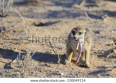 Meerkats aka Suricates (Suricata suricata). forage and live in tight family groups, a female has caught and is devouring a beaked  blind snake (Typhlops schinz). Suricates main predators are raptors