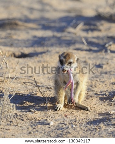 Meerkats aka Suricates (Suricata suricata). forage and live in tight family groups, a female has caught and is devouring a beaked  blind snake (Typhlops schinz). Suricates main predators are raptors