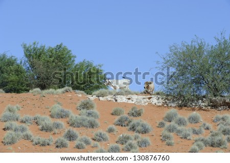 Cattle farming in the Kalahari Desert, Twee Rivieren,Northern Cape, South Africa