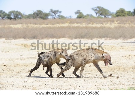 Spotted hyaena (Crocuta crocuta) engaging in social interaction at a waterhole . Largest of the hyaenas, they are efficient predators and scavengers.