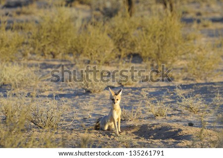Cape Fox (Vulpes Chama) Southern Africa\'s only true fox. A small nocturnal canine found in desert and semi desert. Kalahari Desert, South Africa