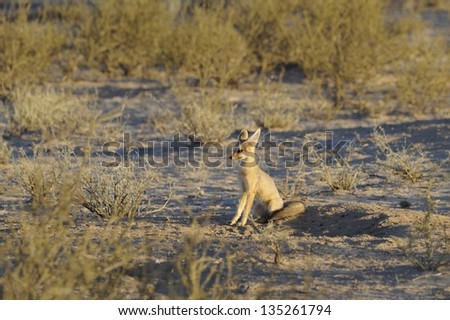 Cape Fox (Vulpes Chama) Southern Africa\'s only true fox. A small nocturnal canine found in desert and semi desert. Kalahari Desert, South Africa