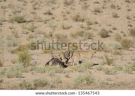 Cheetah (Acinonyx jubatus). Coalition of cheetahs with  Ostrich kill in the Kalahari desert. Kgalagadi Trans-frontier Park, South Africa